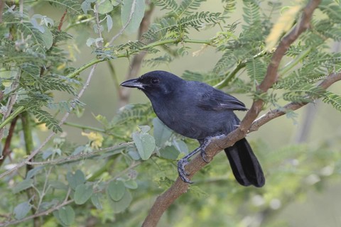 Slate-colored Boubou (Laniarius funebris), Lake Baringo, Kenya