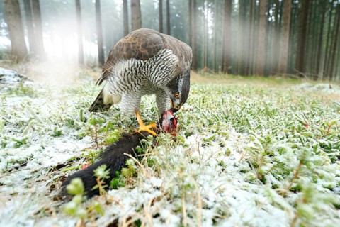 Goshawk with killed black squirrel in the forest with winter snow - photo with wide angle lens.