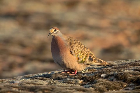 Common Bronzewing (Phaps chalcoptera) male perched on the ground, South Australia, Australia