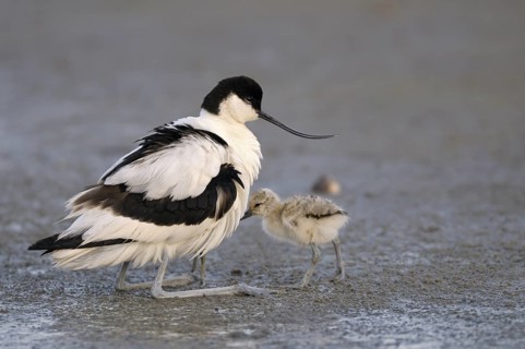 Saebelschnaebler (Recurvirostra avosetta), Avocet, Altvogel hudert seine Jungen, Juni, Insel Texel,