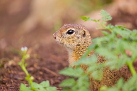 An adult European ground squirrel (Spermophilus citellus) or European souslik stands tall in a