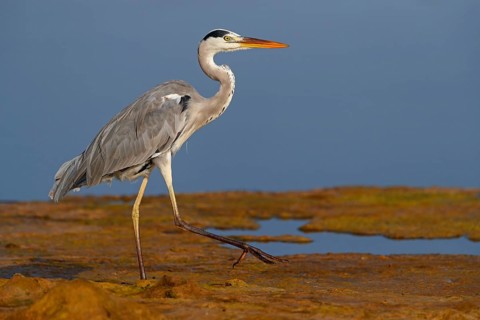 Great Egret, Heron, foraging, (Ardea cinerea) Muscat, Al Qurm Park, Muscat, Oman