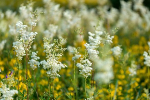 Bridewort, dollof, real meadowsweet, filipendula ulmaria, common willow, common felberich, lady of