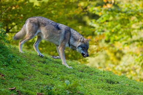 One eurasian gray wolf (Canis lupus lupus) walks down a hill on green grass with a forest in the