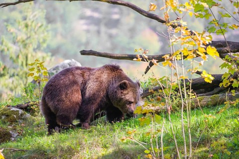 An adult female brown bear (Ursus arctos arctos) stands grazing on a green meadow on top of a hill.