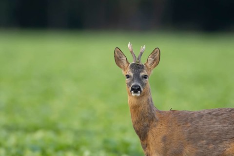 Roe deer (Capreolus capreolus) adult male roebuck animal in a farmland field in summer, Suffolk,