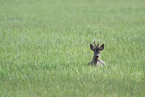 Roebuck (Capreolus capreolus), sitting in meadow, Lake Neusiedl National Park, Seewinkel,
