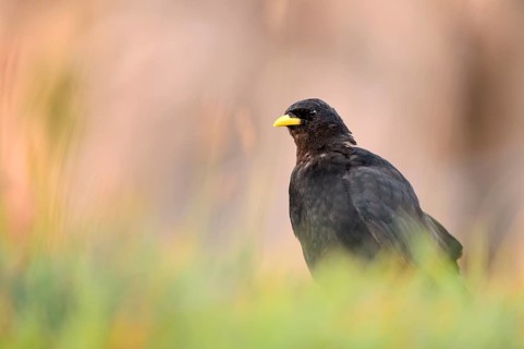 Alpine Chough (Pyrrhocorax graculus) perched on the ground, Bern, Switzerland