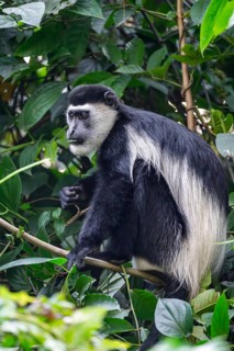 West African guereza or mantelaffe (Colobus guereza occidentalis) eating leaves, Bigodi, Western