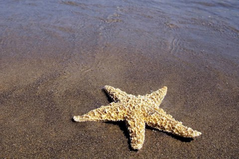 A starfish lies on a sandy beach on the North Sea coast, North Sea coast, Federal Republic of