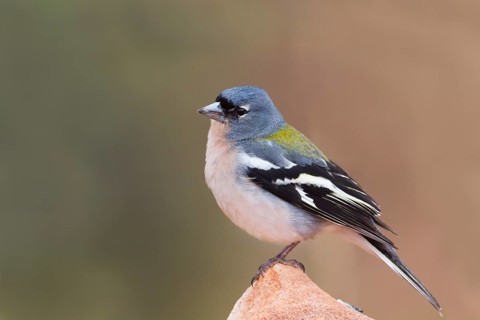 Atlas Chaffinch - Afrikanischer Buchfink - Fringilla coelebs ssp. africana, Morocco, male