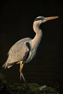 Grey Heron (Ardea cinerea), North Rhine-Westphalia, Germany