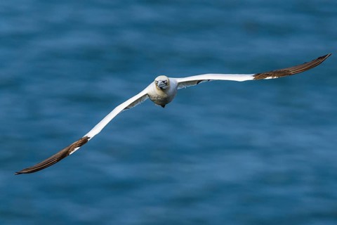 Northern Gannet, Morus bassanus, bird in flight over sea, Bempton Cliffs, North Yorkshire, England,