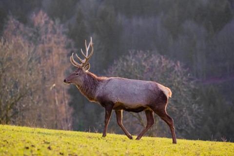 An Altai maral stag, Altai wapiti or Altai elk (Cervus canadensis sibiricus) stands in a meadow in