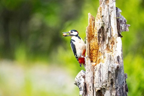 Great spotted woodpecker (Dendrocopus major) ml Germany