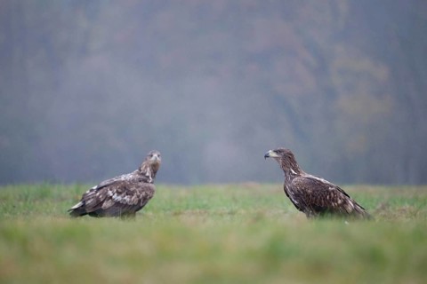 White-tailed eagle (Haliaeetus albicilla), juvenile, young white-tailed eagle in a forest clearing