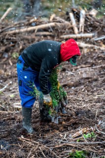 Reforestation in the Arnsberg Forest near Warstein-Sichtigvor, Soest district, forestry workers
