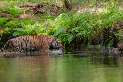 One young female Siberian Tiger, Panthera tigris altaica, walking thru the cool fresh water of a