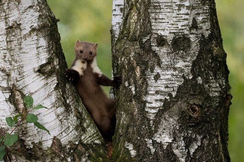Beech marten (Martes foina), Bitburg, Rhineland-Palatinate, Germany