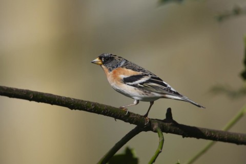 Brambling (Fringilla montifringilla) adult male bird on a Holly tree branch, England, United