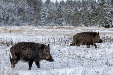 The boar tries to shield the rival from the wild boar (Sus scrofa), while the latter tries to find