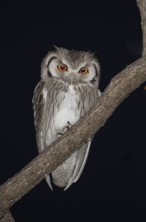 Southern White-faced Owl (Ptilopsis granti), Etosha, Namibia