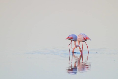 Greater Flamingo (Phoenicopterus roseus), Greece