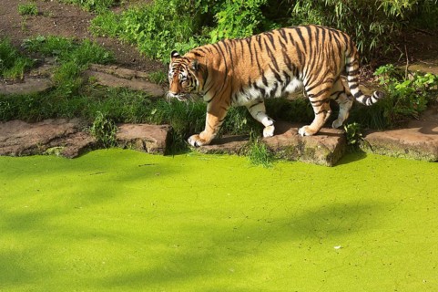 Siberian tigers (Panthera tigris altaica) at the moat, in captivity, Germany