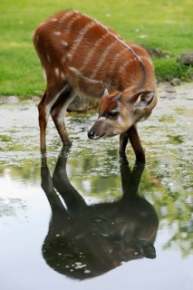 Western Sitatunga (Tragelaphus spekii gratus), male, captive, occurrence in Africa