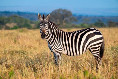Plains zebra (Equus quagga) in the savannah, Serengeti National Park, Tanzania