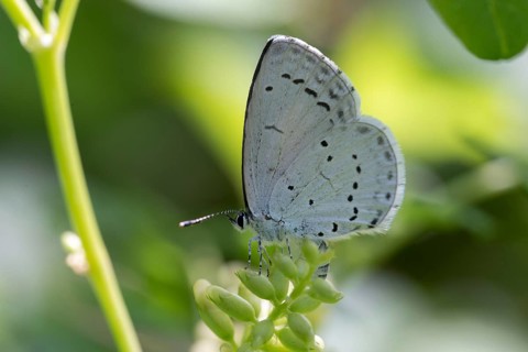 Celastrina argiolus, buckthorn blue, holly blue, blue, butterfly, insects, butterfly, butterflies,