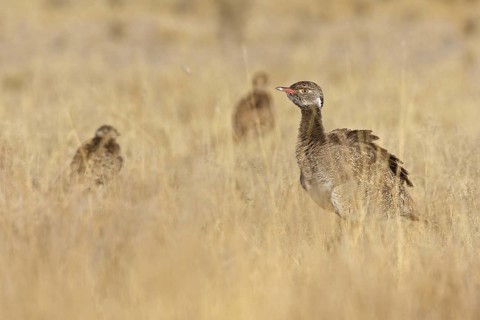 Southern Black Korhaan (Afrotis afra), Oshikoto, Namibia