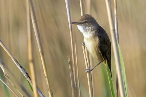 Reed warbler, (Acrocephalus arundinaceus), reedbed perch, biotope, habitat, animals, birds,