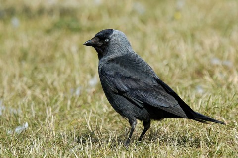 Dohle (Corvus monedula), Jackdaw, Altvogel, Juni, Insel Texel, Nordsee, Nordholland, Niederlande