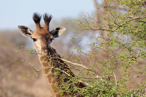 South African giraffe (Giraffa camelopardalis giraffa), young animal feeding on leaves, looking at
