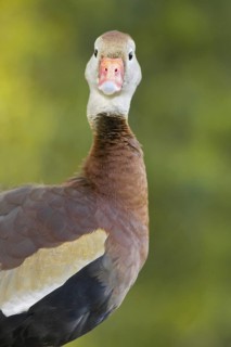 Black-bellied Whistling Duck (Dendrocygna autumnalis), Arizona, USA