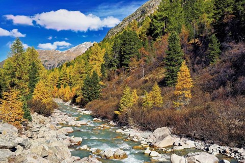 Autumn coloured larch forest (Larix), at the river Roseg, Val Roseg, Pontresina, Graubünden,
