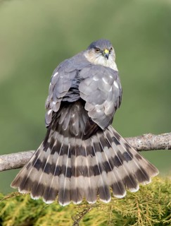 Adult Sharp-shinned Hawk, Accipiter striatus, fanning its tail in Saskatoon Saskatchewan