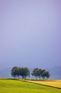 Group of birch trees (Betula spec), in bright sunlight against a grey sky, Mühlviertel, Upper