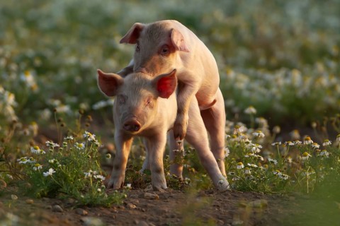 Domestic pig (Sus scrofa domesticus) two juvenile baby piglets farm animals playing together in a