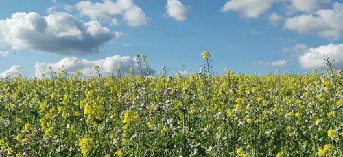 Flowery meadow with yellow and white flowers under a sky full of fluffy clouds, Frankenwald nature