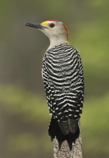 Golden-fronted Woodpecker (Melanerpes aurifrons), Texas, USA