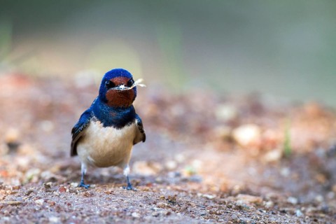 Barn Swallow (Hirundo rustica), Alicante, Spain