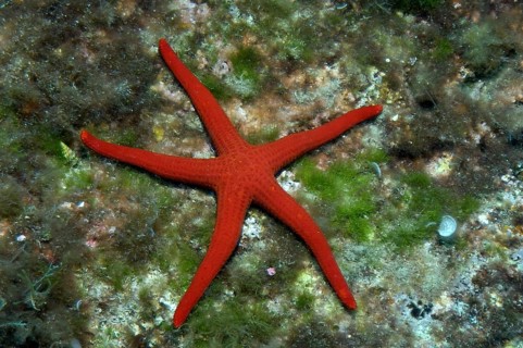 Underwater photo close-up of purple starfish (Echinaster sepositus) red starfish crawling over