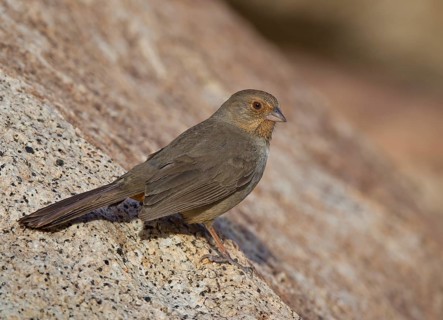 California Towhee (Melozone crissalis), California, USA