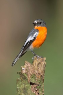 Flame Robin (Petroica phoenicea) male, Victoria, Australia