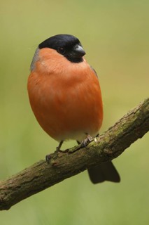 Eurasian Bullfinch (Pyrrhula pyrrhula) male, Utrecht, Netherlands