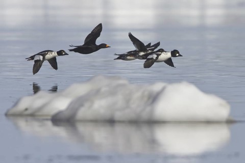 Black Scoter (Melanitta americana) flying, Manitoba, Canada
