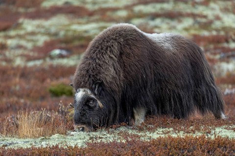 Lichens are an important food source for musk oxen (Ovibos moschatus), autumn, autumn landscape,