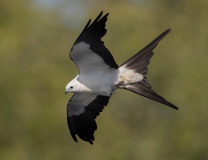 Swallow-tailed Kite (Elanoides forficatus) flying, Florida, USA